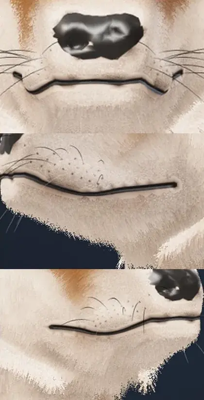 Ce qui résistait en fin de passe : la bouche. Le trait noir net et la truffe luisante font synthétique.